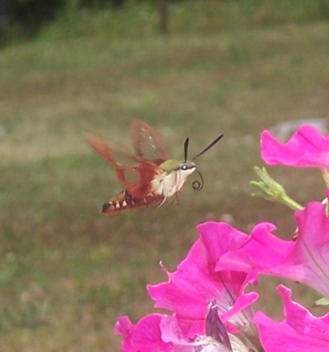 Hummingbird Moth